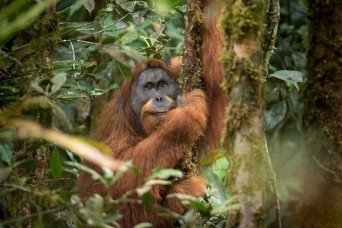 De Tapanuliorangoetan op Sumatra werd in 2017 gedentificeerd als een nieuwe soort mensaap Nog maar achthonderd van deze extreem schuwe en uitsluitend in de bomen levende dieren komen in het wild voor In de resterende habitat van de apen worden nu een waterkrachtcentrale en een stuwdam aangelegd
