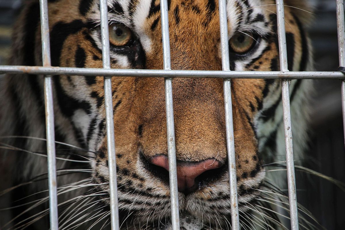 Minder dan vierduizend tijgers leven nog in het wild maar ruim achtduizend tijgers leven in gevangenschap in Aziatische tijgerfokcentra of dierentuinen Uit onderzoek is gebleken dat veel van deze centra tijgers fokken en doden ten behoeve van de illegale handel