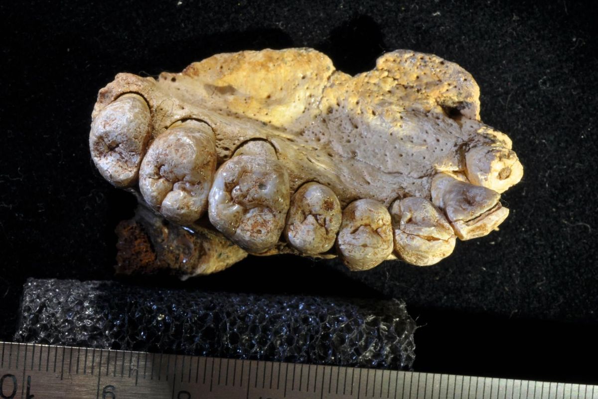 Dit fossiele kaakbot dat in Isral werd gevonden behoorde ooit toe aan de oudst bekende mens buiten Afrika Die zou rond de 180000 jaar geleden hebben geleefd