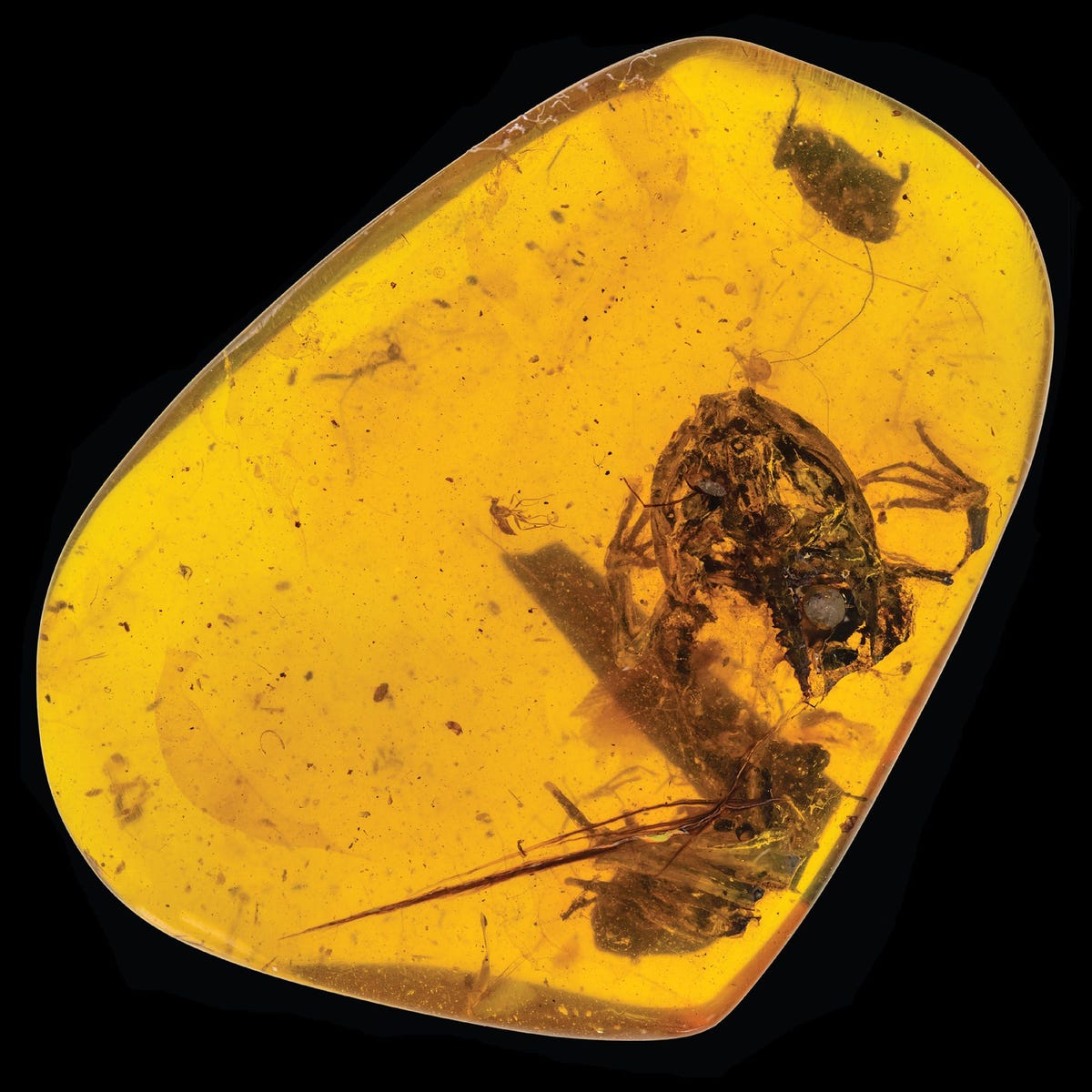 Dit brokje barnsteen uit Myanmar bevat een piepkleine kikker die in de tijd van de dinosaurirs leefde