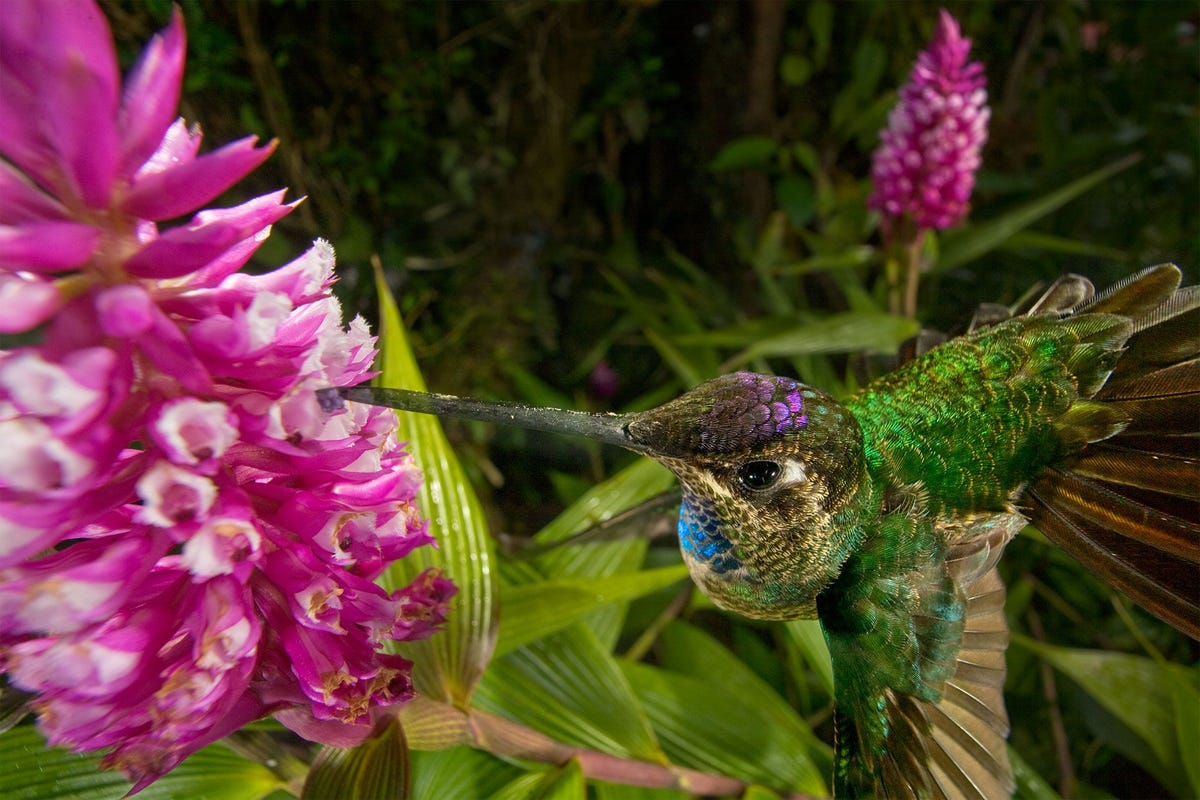 De Elleanthus sp wordt bestoven door kolibries