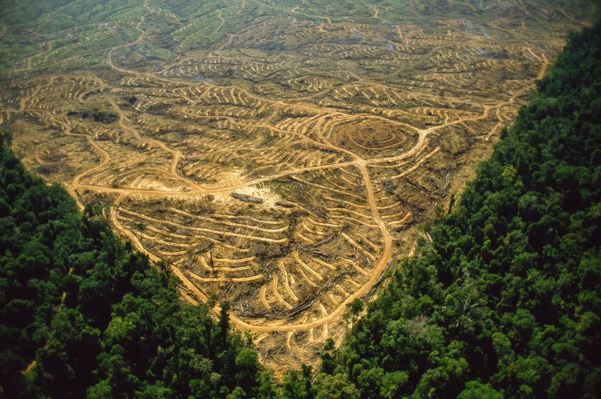 In Indonesi en Maleisi zijn enorme stukken bos gekapt om plaats te maken voor oliepalmen Deze plantage bevindt zich in de Maleisische deelstaat Sabah