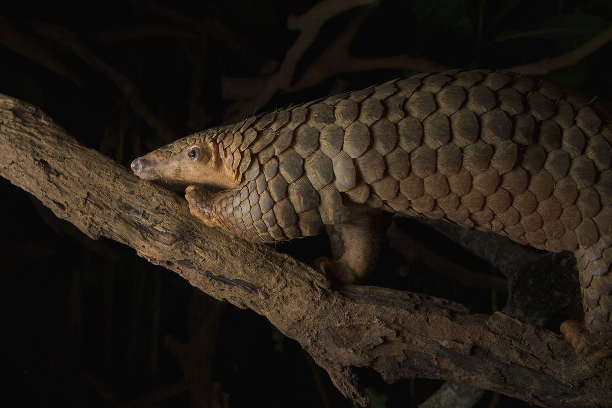 Uit nieuw onderzoek blijkt dat Javaanse schubdieren zoals hier op een foto in Cuc Phuong National Park in Vietnam mogelijk gastheer kunnen zijn voor nieuwe toekomstige coronavirussen