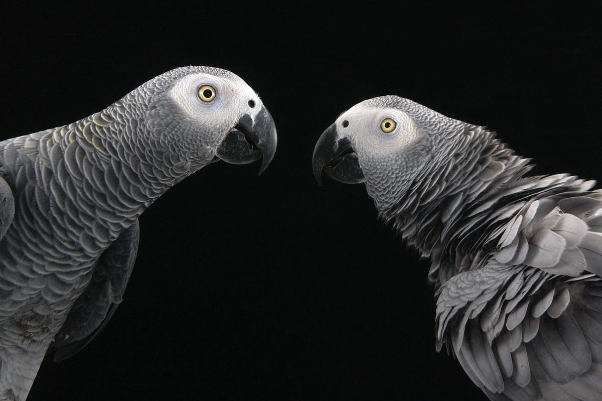 Afrikaanse roodstaartpapegaaien behoren tot de vogels die het meest sociaal complexe gedrag vertonen en zijn door hun spraakvermogen populaire huisdieren