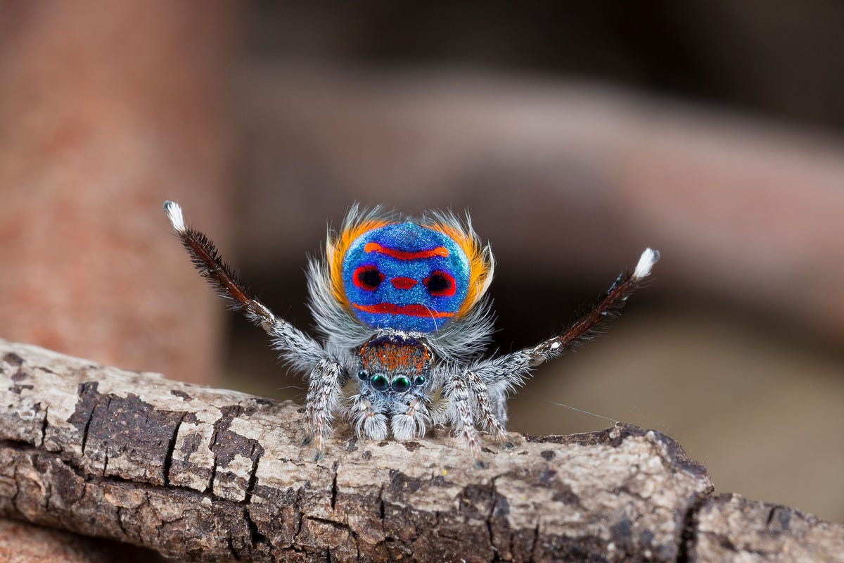 Tijdens een paringsritueel showt het mannetje van de pauwspin Maratus speciosus zijn kleurrijke rugplaat