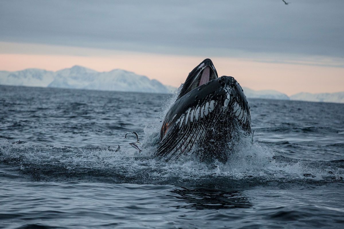 Tijdens het jagen op een school haring duikt een bultrug uit wateren voor de kust van Noorwegen op Bij een populatie bultruggen in Alaska is geobserveerd hoe de walvissen met hun borstvinnen scholen vis bijeendrijven