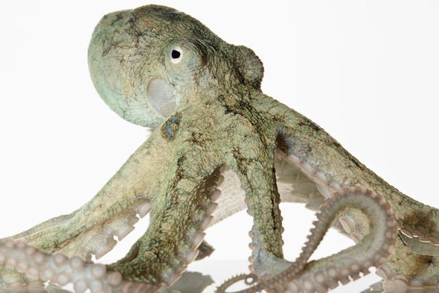 De meest voorkomende octopussoorten leven niet langer dan twee jaar Sommige soorten bijvoorbeeld de Octopus bimaculoides lijken het relatief goed te doen in gevangenschap De teruggetrokken delicate Thaumoctopus mimicus gedijt minder goed