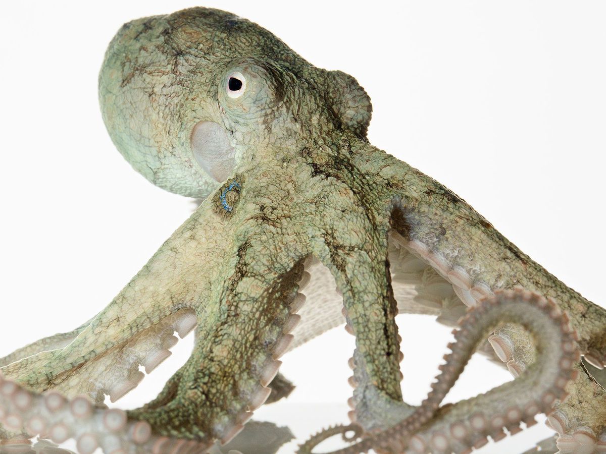 bang oppakken Adelaide Is het verstandig om een octopus als huisdier te houden?