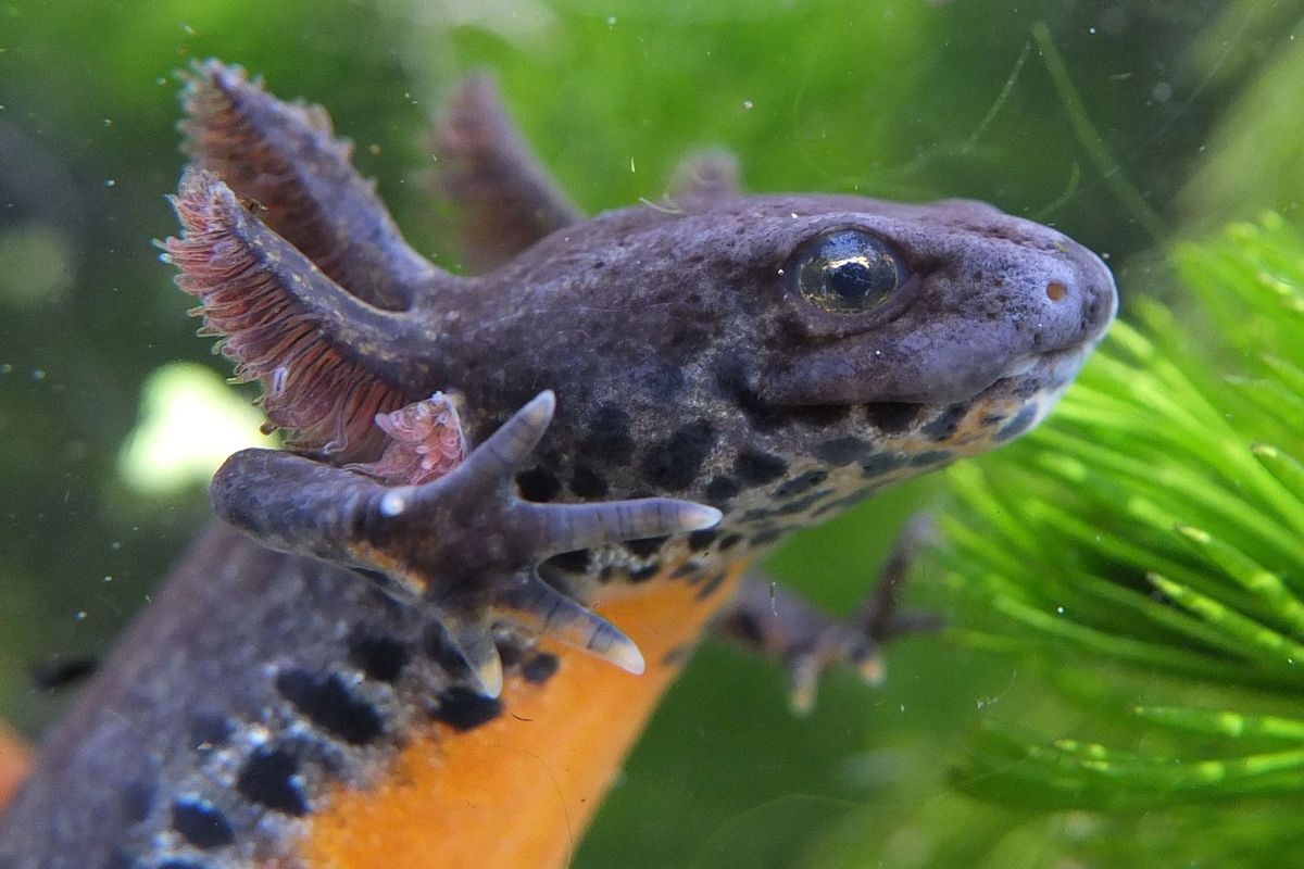 Door neotenie kunnen alpenwatersalamanders zoals dit vrouwtje hun eigenschappen voor een leven in het water behouden en hun metamorfose maanden jaren of zelfs hun leven lang uitstellen