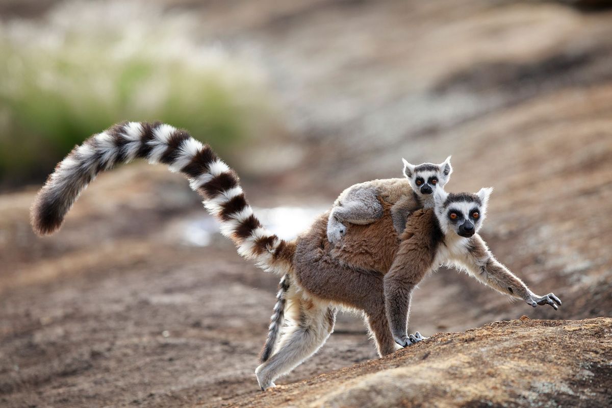 Mannetjesringstaartmakis wuiven een verleidelijke geur naar vrouwtjes op de foto een moeder met baby in Anja Park Madagaskar Dit fenomeen wordt stink flirting genoemd