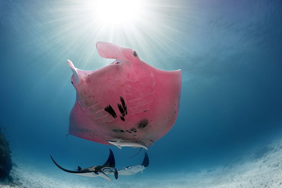 Toen de fotograaf zich realiseerde dat de manta die hij bij Lady Elliot Island had gefotografeerd echt roze was viel zijn mond open