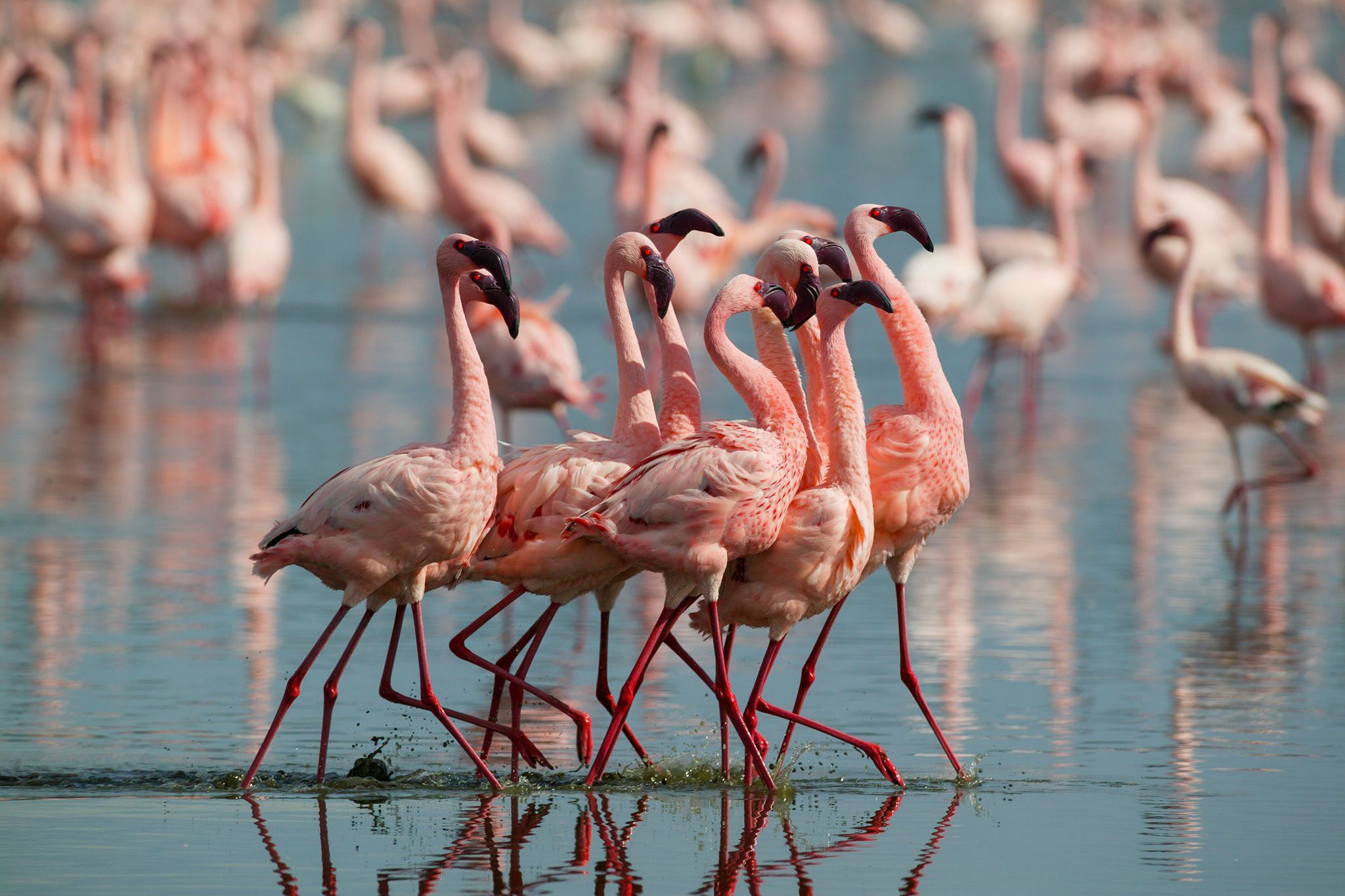 draadloos vandaag Spaans Hoe rozer de flamingo hoe agressiever, blijkt uit onderzoek