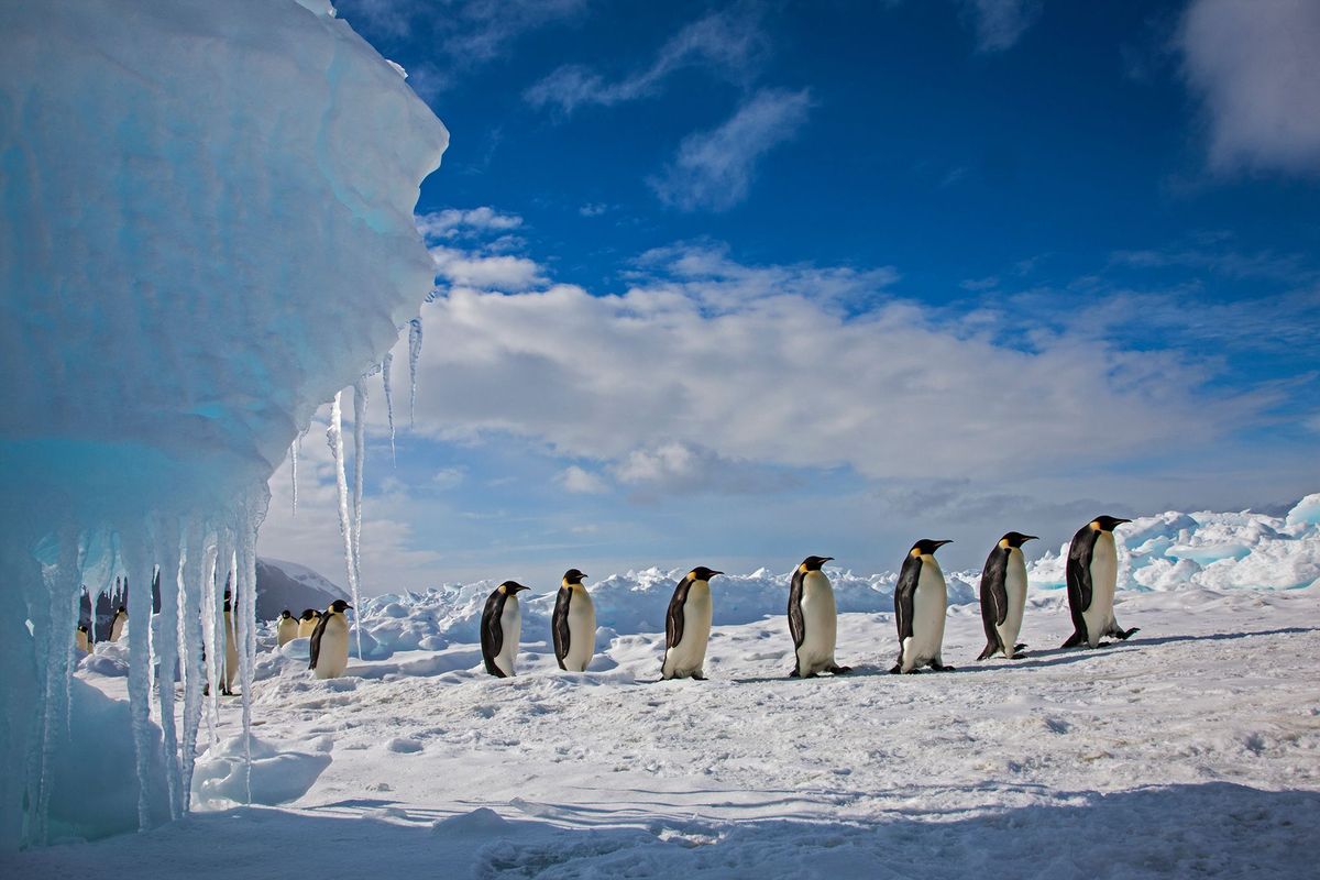 Keizerpinguns marcheren over het ijs op Cape Washington aan de Rosszee voor Antarctica In tegenstelling tot wat vaak wordt gedacht komen deze aansprekende vogels niet voor in het uitgestrekte binnenland van het continent