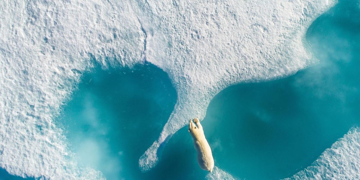 Een ijsbeer steekt een ijsvlakte over bij Arctic Bay in het Canadese Nunavut Het was een emotioneel moment voor de fotograaf Ik heb al veel mooie momenten in het wild beleefd en ik kan je verzekeren dat dit het mooiste was dat ik ooit zag Hier zou je kunnen zeggen dat de ijsbeer het smelten van het zeeijs tegenhoudt