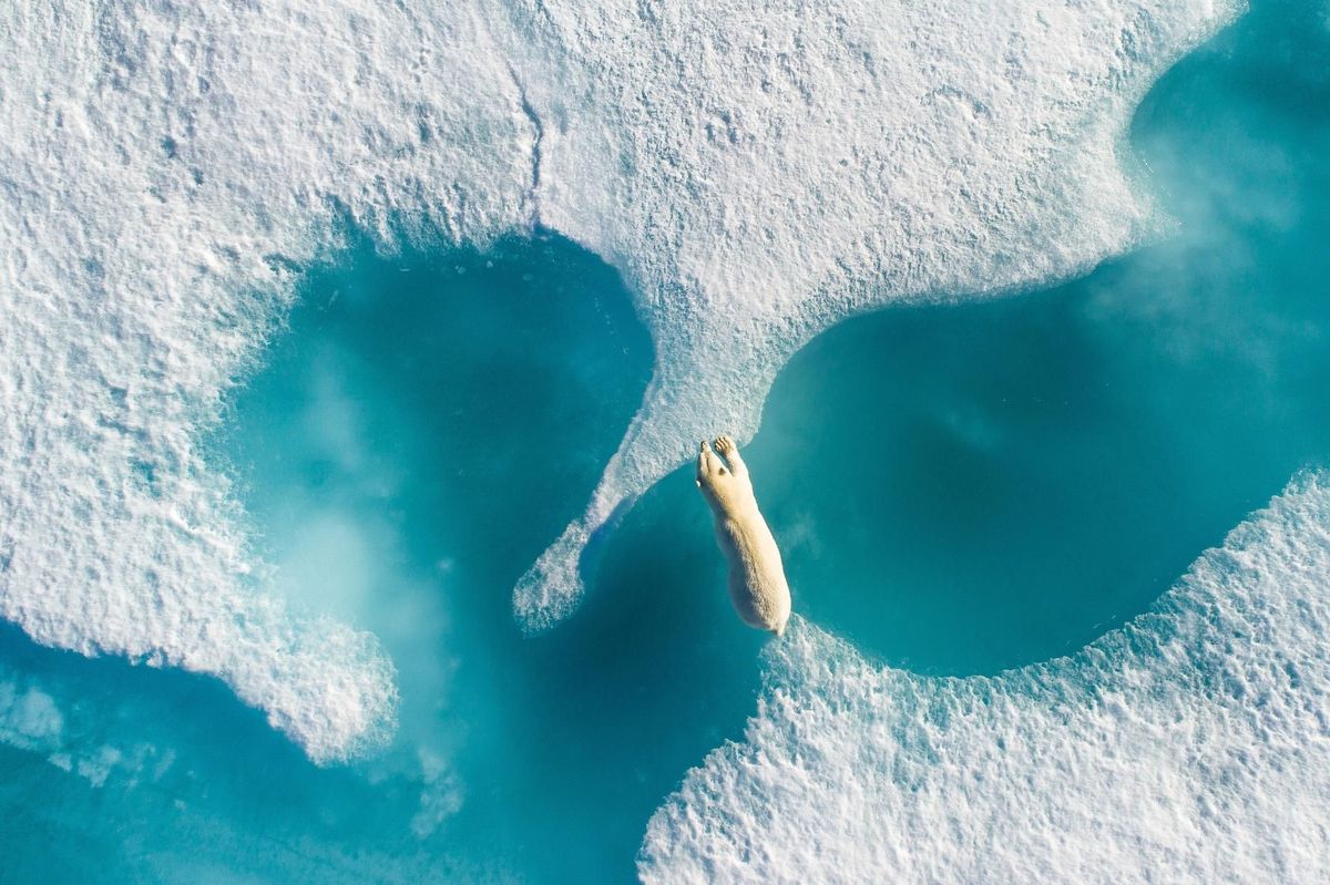 Een ijsbeer steekt een ijsvlakte over bij Arctic Bay in het Canadese Nunavut Het was een emotioneel moment voor de fotograaf Ik heb al veel mooie momenten in het wild beleefd en ik kan je verzekeren dat dit het mooiste was dat ik ooit zag Hier zou je kunnen zeggen dat de ijsbeer het smelten van het zeeijs tegenhoudt