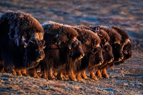 Muskusossen hier gefotografeerd op Ellesmere Island in Nunavut hebben een dikke ruige vacht die ze warm houdt in de wintermaanden Muskusossen krijgen kleinere jongen in bepaalde noordelijke streken omdat hun moeders moeite hebben om voedsel te vinden tijdens de draagtijd