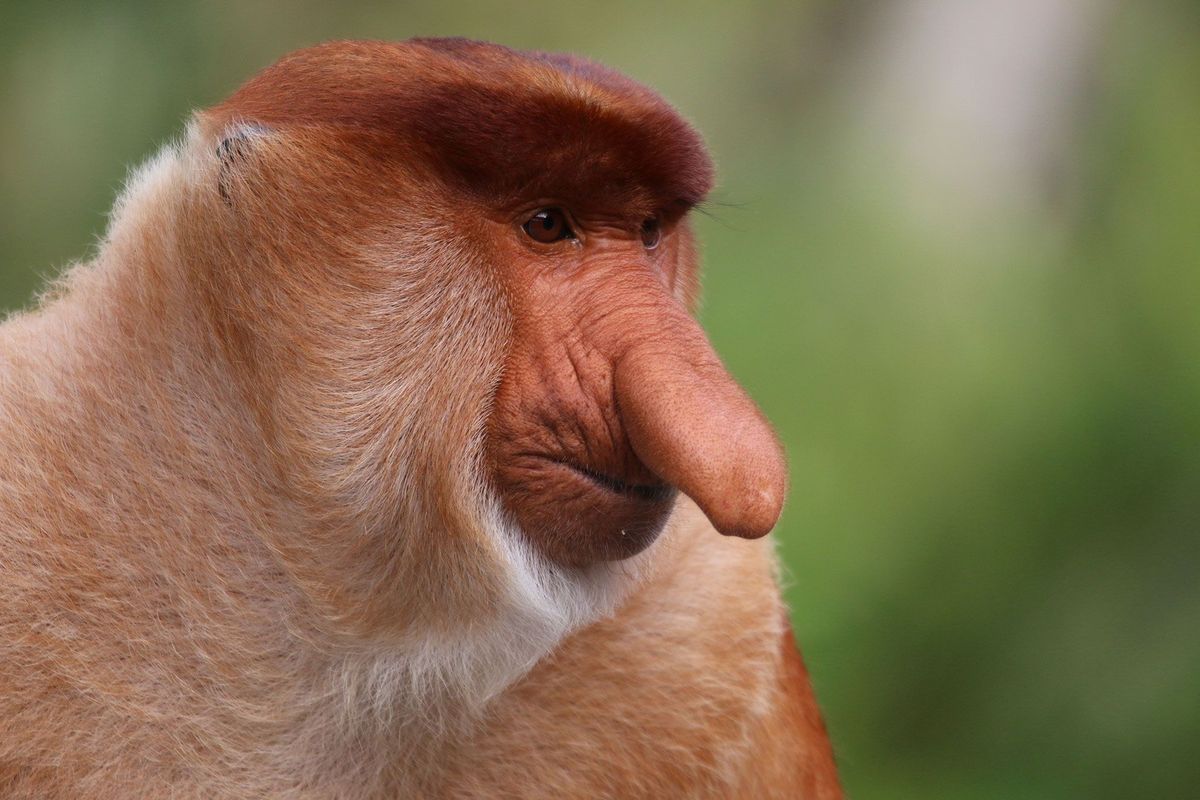 versneller Dom hop Voor deze aap betekent een grotere neus meer seks