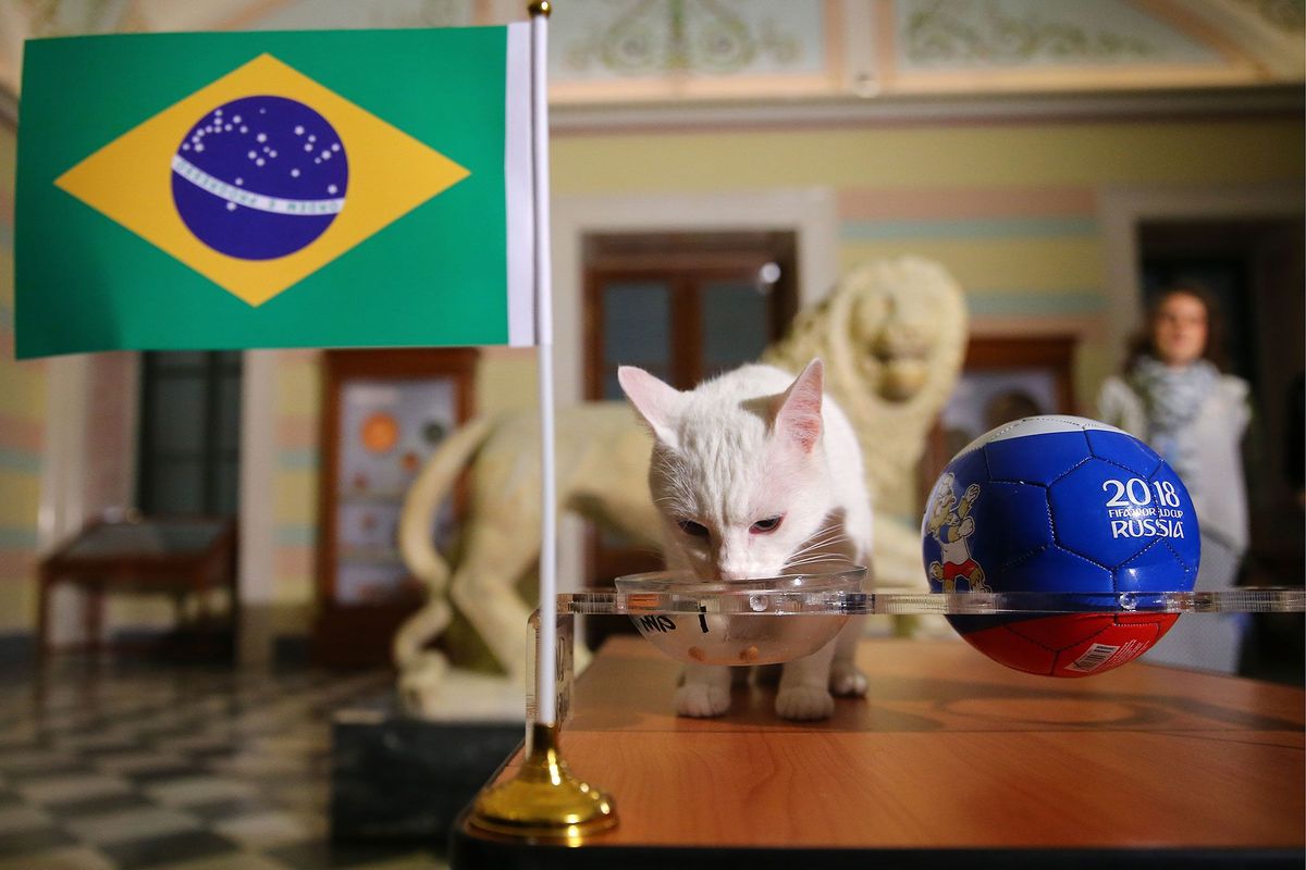 Achilles de kat heeft zich ontpopt als ht orakel van het WK voetbal in Rusland Zo voorspelde hij de winnaar van de wedstrijd tussen Brazili en Costa Rica