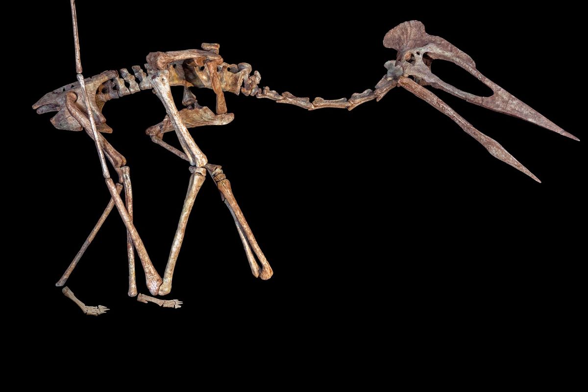 Reconstructie van het skelet van een vliegend reptiel met de bijnaam Dracula een reusachtige azhdarchode pterosaurir die in dezelfde streek werd gevonden als het nu ontdekte fossiel