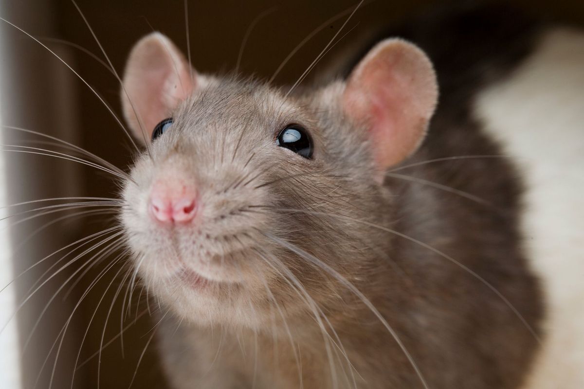 De cortex cingularis anterior de hersenregio die gedrag reguleert waarmee wordt voorkomen dat soortgenoten leed wordt berokkend harm aversion heeft bij ratten en mensen dezelfde structuur