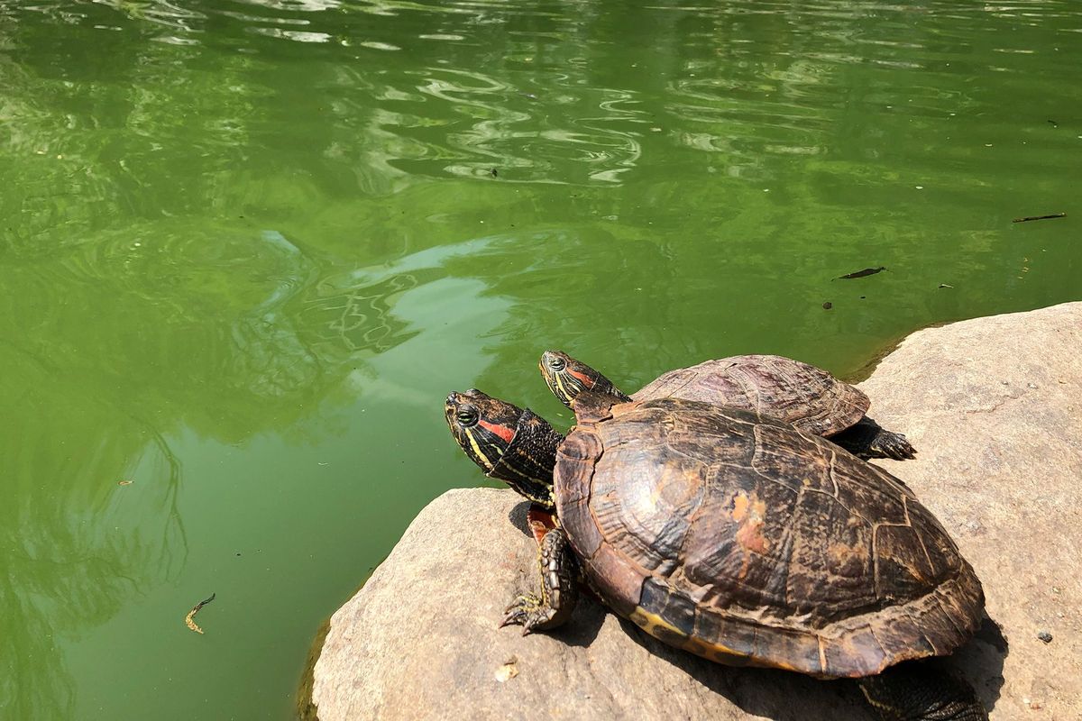 Fietstaxi Sluier Aanpassing New York wordt overspoeld door schildpadden