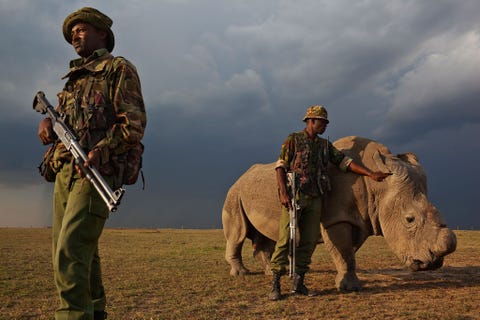 http://www.nationalgeographic.com/content/dam/photography/PROOF/2017/September/world-rhino-day-gallery/01-rhino-day-NationalGeographic_1455186.jpg Samen met drie andere noordelijke witte neushoorns werd Sudan in 2009 overgevlogen vanuit een dierentuin in Tsjechi De neushoorns die in gevangenschap geen nakomelingen hadden geproduceerd werden in het wild uitgezet in een laatste poging om ze tot paren te bewegen en de soort voor uitsterven te behoeden