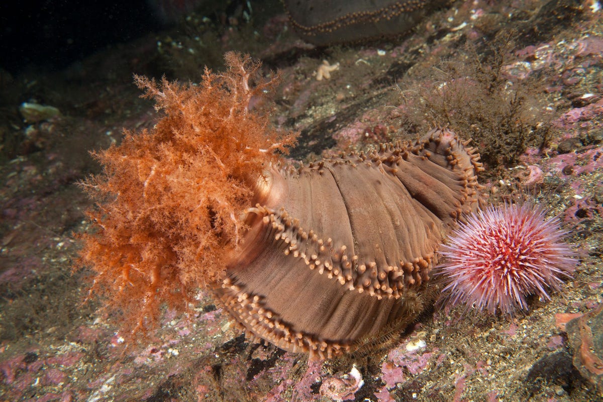 Zeekomkommers leven overal ter wereld op de bodem van de zee Deze soort Cucumaria frondosa komt in wateren voor de kust van Noorwegen voor Uit nieuw onderzoek blijkt dat sommige soorten niet alleen maar over de zeebodem kruipen maar dat ze in staat zijn zichzelf drijvend te maken en op oceaanstromingen te laten meevoeren