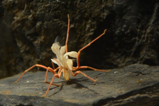 Een Antarctische zeespin Ammothea glacialis met een doorsnede van ongeveer vijftien centimeter zucht onder de last van talloze eendenmosselen die op zijn lijf groeien De vervelende uitsteeksels zijn zwaar en verhogen ook de kans dat de zeespin door sterke zeestromingen wordt meegesleurd