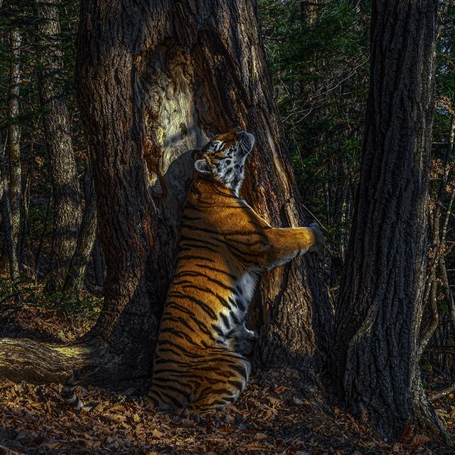 Een Siberische tijger omhelst een boom in het Verre Oosten van Rusland Deze zeldzame foto leverde de Russische fotograaf Sergej Gorsjkov de onderscheiding Wildlife Photographer of the Year op