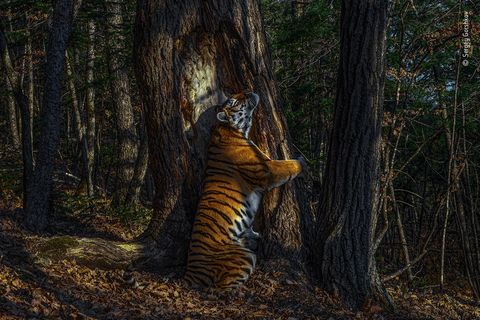 Een Siberische tijger omhelst een boom in het Verre Oosten van Rusland Deze zeldzame foto leverde de Russische fotograaf Sergej Gorsjkov de onderscheiding Wildlife Photographer of the Year op