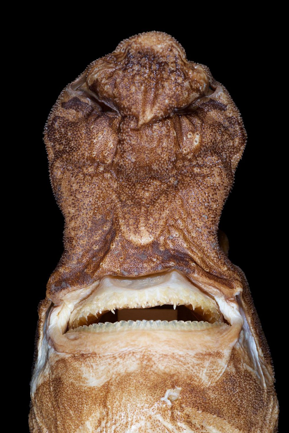 De kop van Etmopterus lailae heeft een vreemde vorm en zijn snuit is ongebruikelijk dik In de snuit bevinden zich de neusgaten en het reukorgaan Deze haaien leven in de diepzee waar bijna geen zonlicht doordringt dus hebben ze een stevige neus nodig om voedsel op te sporen