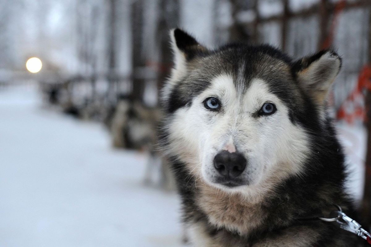 Wetenschappers hebben een genetische mutatie ontdekt die mogelijk tot blauwe ogen bij Siberische huskys leidt