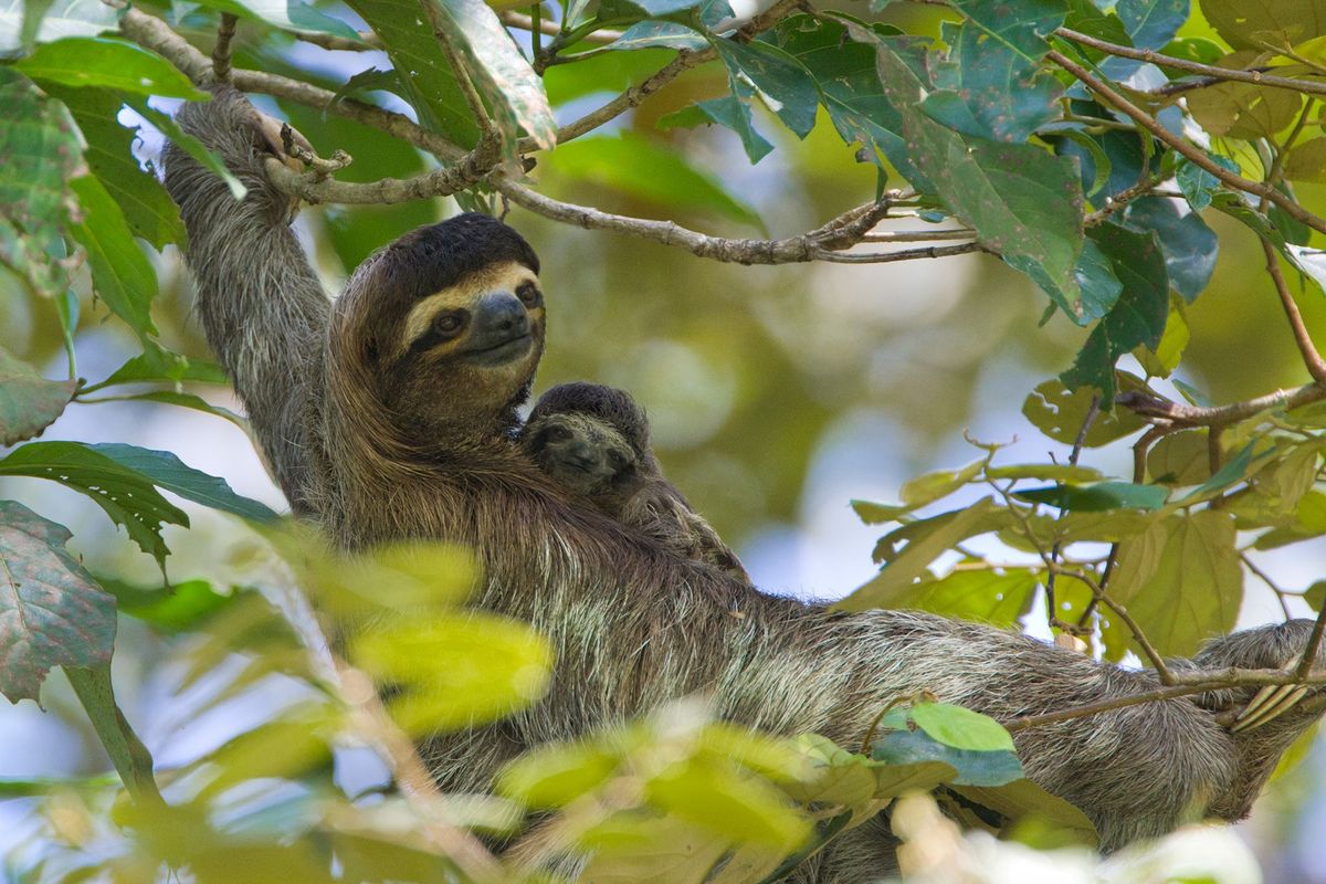 Op deze archieffoto liggen een kapucijnluiaard en haar baby te rusten in het Aviorios Sloth Sanctuary in Costa Rica