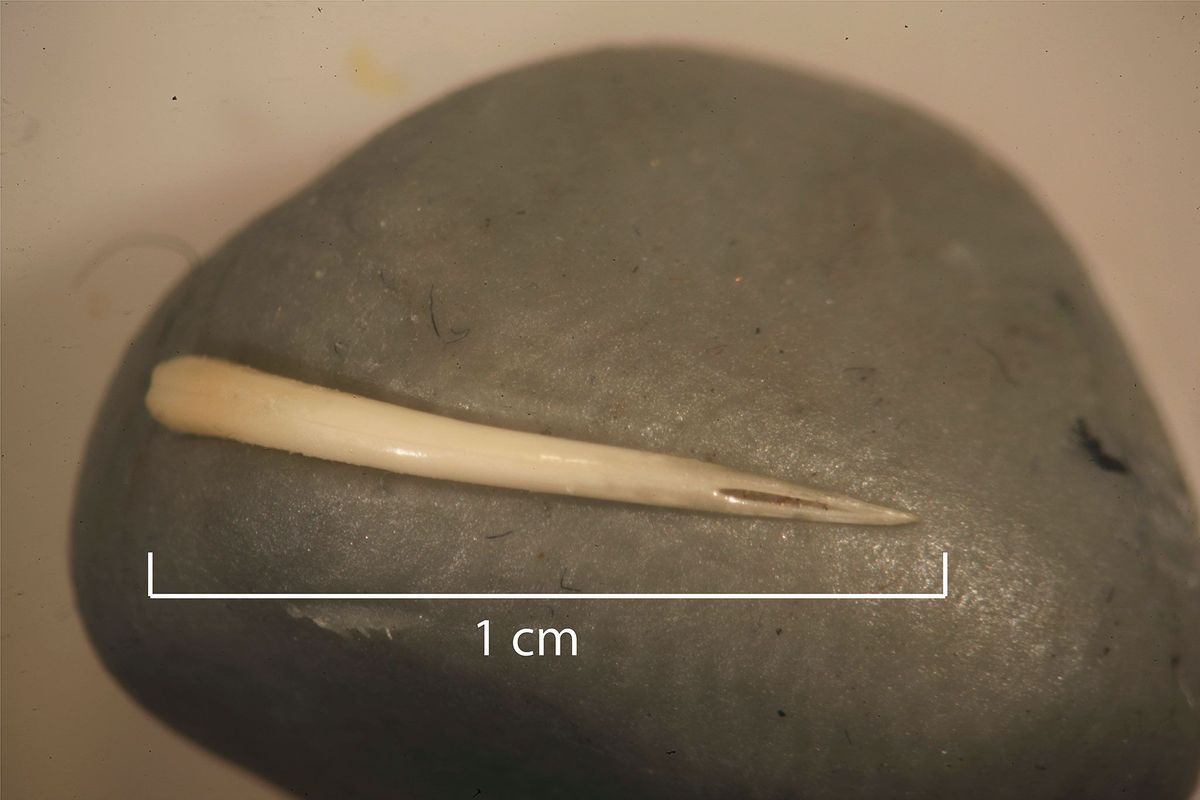 Deze addertand waarschijnlijk afkomstig van een Texaanse ratelslang of een koperkop is bewaard gebleven in een prehistorische coproliet gefossiliseerde uitwerpselen
