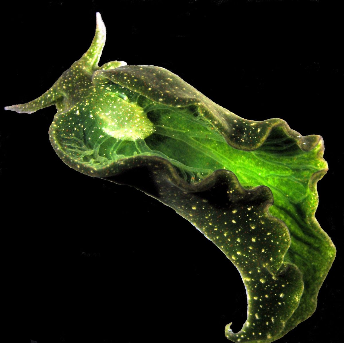 Elysia chlorotica een zeeslak die in wateren voor de Amerikaanse Oostkust voorkomt steelt fotosynthetische chloroplasten van algen en overleeft door te zonnebaden
