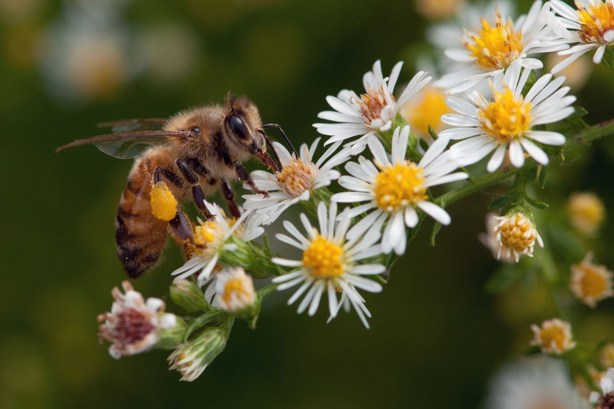 Een honingbij Apis mellifera drinkt nectar uit een witte aster Veel mensen toonden zich ongerust over het voortbestaan van de bij