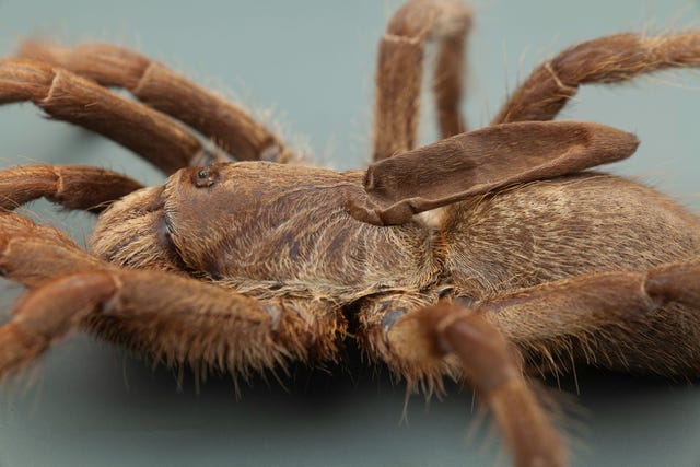 Deze onlangs ontdekte vogelspin genaamd Ceratogyrus attonitifer heeft een zacht hoornachtig uitsteeksel op zijn rug