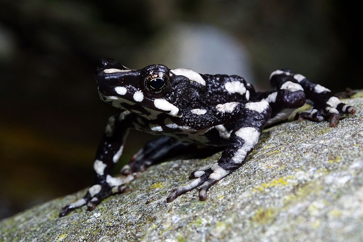 In het Engels wordt deze klompvoetkikker starry night harlequin toad genoemd een verwijzing naar de stralende sterrenhemel die vaak in de bergen van Colombia is te zien