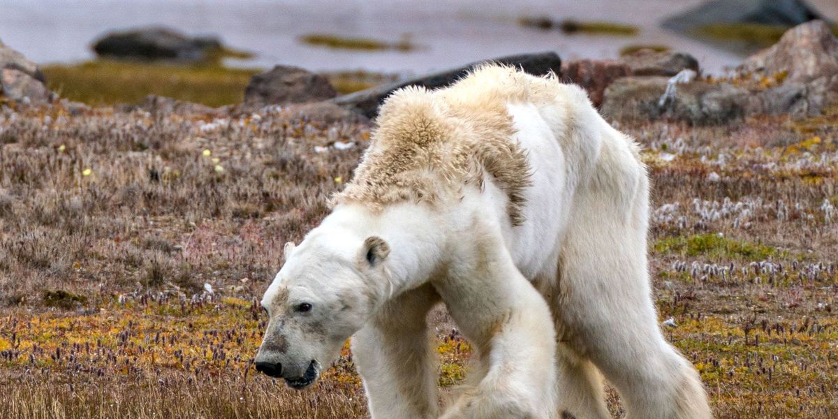 Door zijn verzwakte spieren die aangetast waren door extreme ondervoeding kon de ijsbeer nauwelijks op zijn poten blijven staan