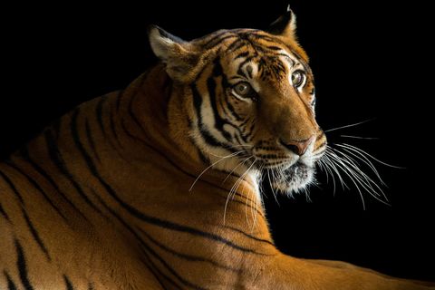 Deze ernstig met uitsterving bedreigde NoordIndochinese tijger leeft in de dierentuin van Suzhou in China De soort is in het wild mogelijk al uitgestorven In 2015 leefden er nog honderd exemplaren in gevangenschap