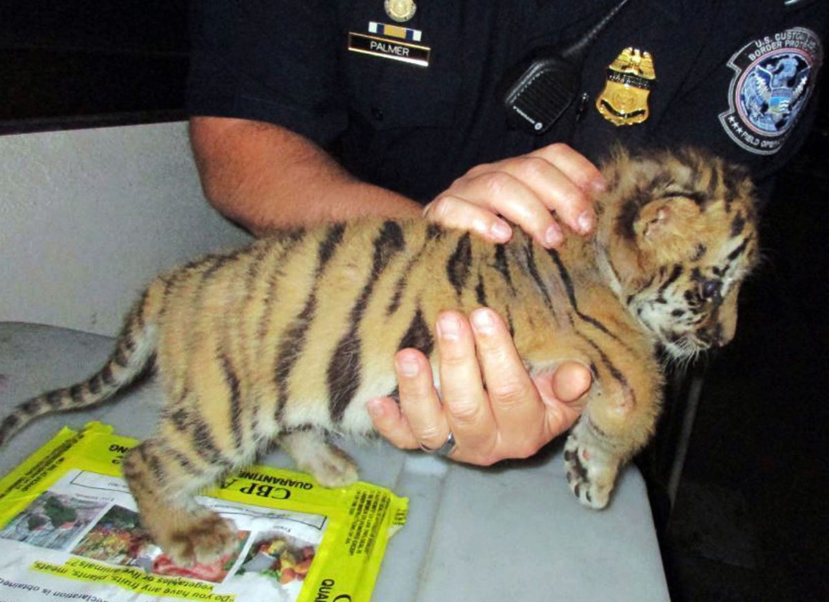 En Amerikaanse tiener is veroordeeld tot een halfjaar cel omdat hij deze tijgerwelp vanuit Mexico de VS wilde binnensmokkelen Het welpje dat later de naam Moka kreeg leeft nu in het San Diego Zoo Safari Park in Californi