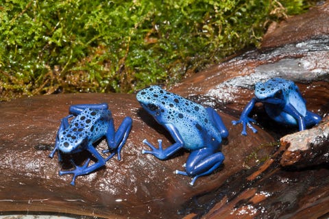 De Surinaamse blauwe pijlgifkikker Dendrobates tinctorius azureus