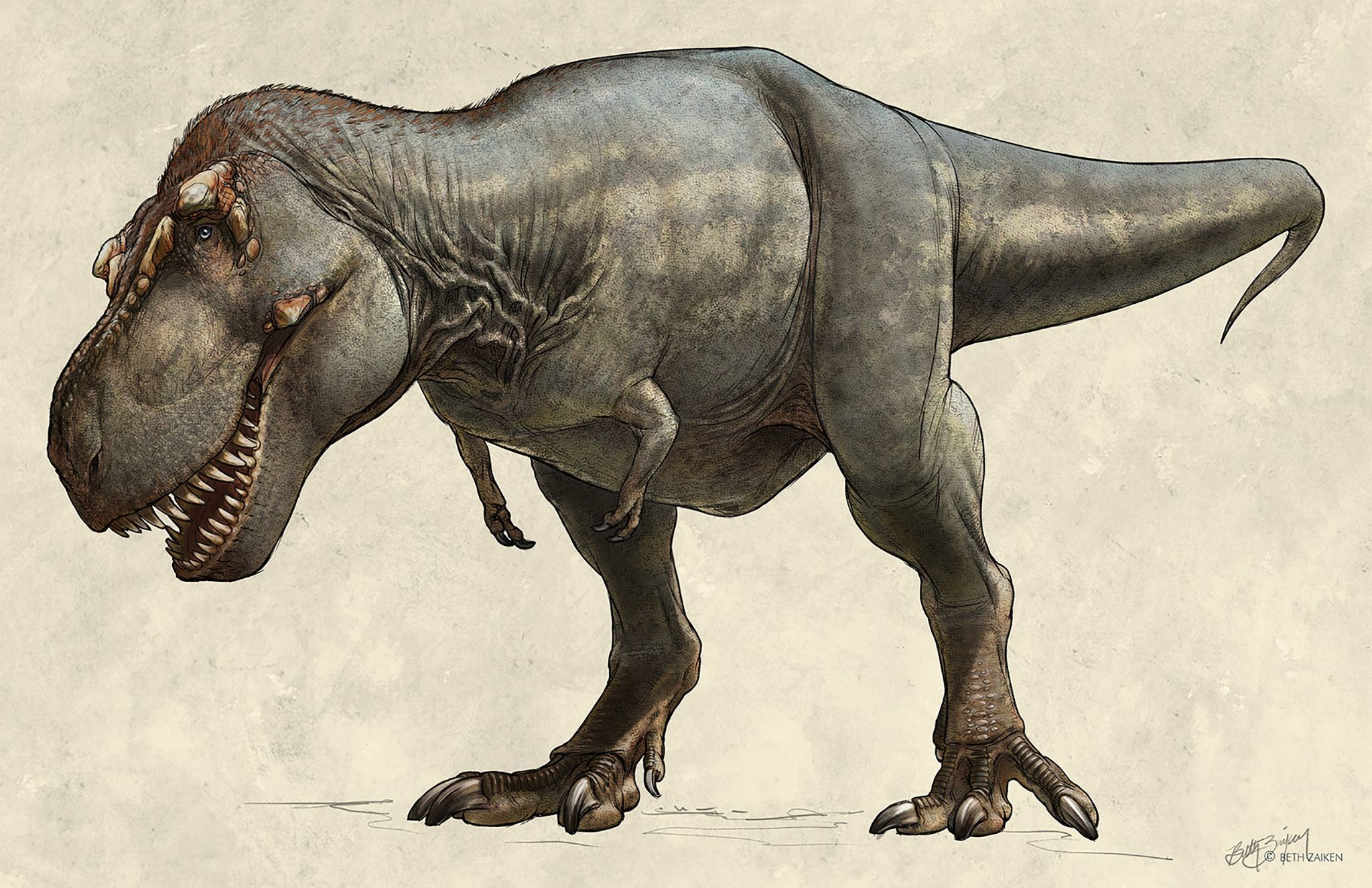 voorraad Pakket Variant Grootste T. rex ter wereld ontdekt
