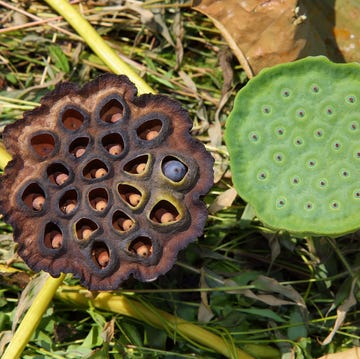 trypofobie een waterlelie met gaatjes