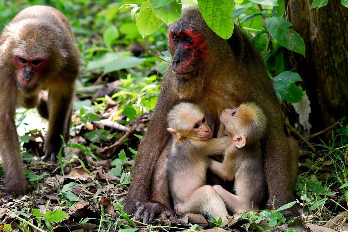 The mother stumptailed macaque known as TNGF19 holds her twins while another member of the group walks over