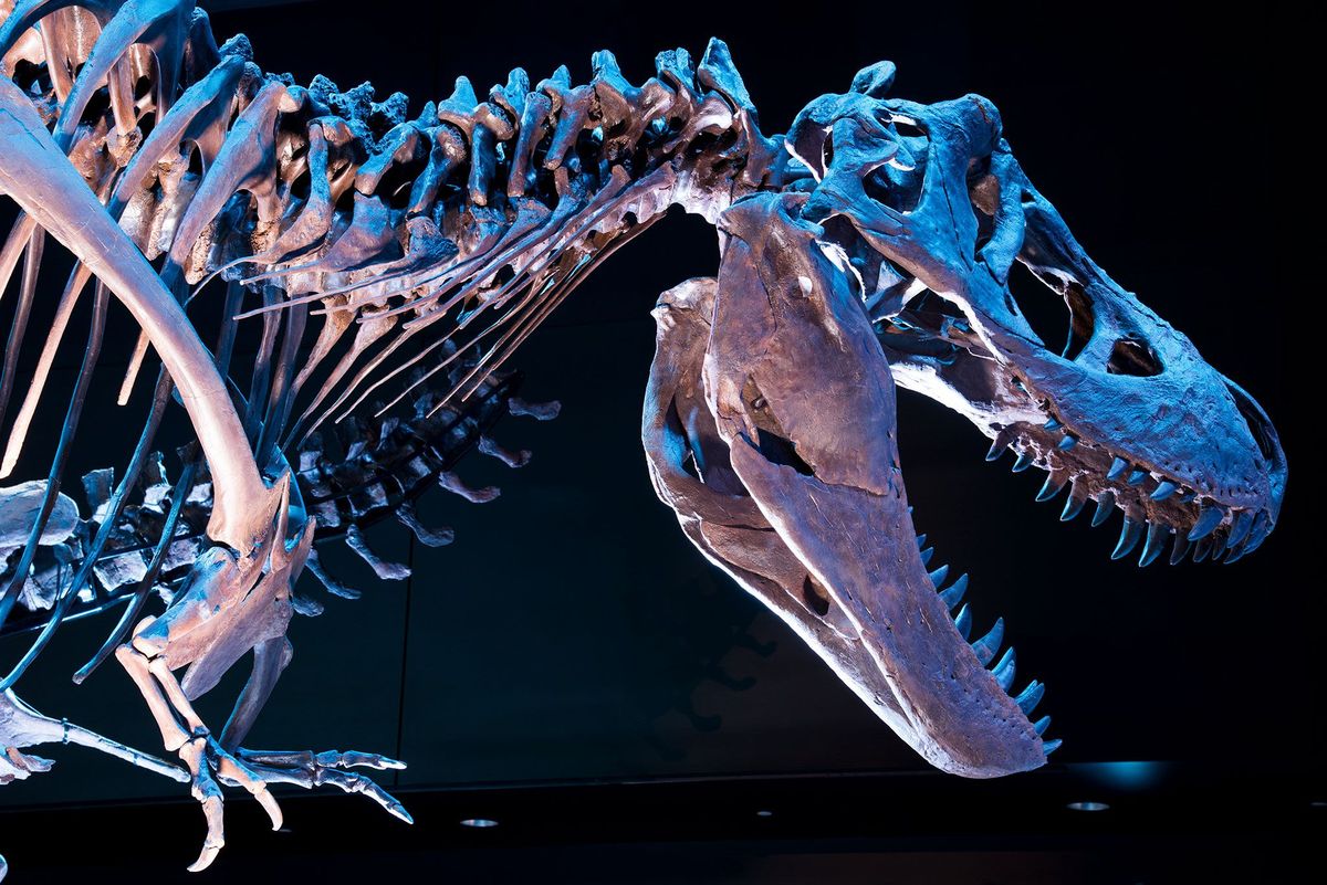 Fossiel van een Tyrannosaurus rex