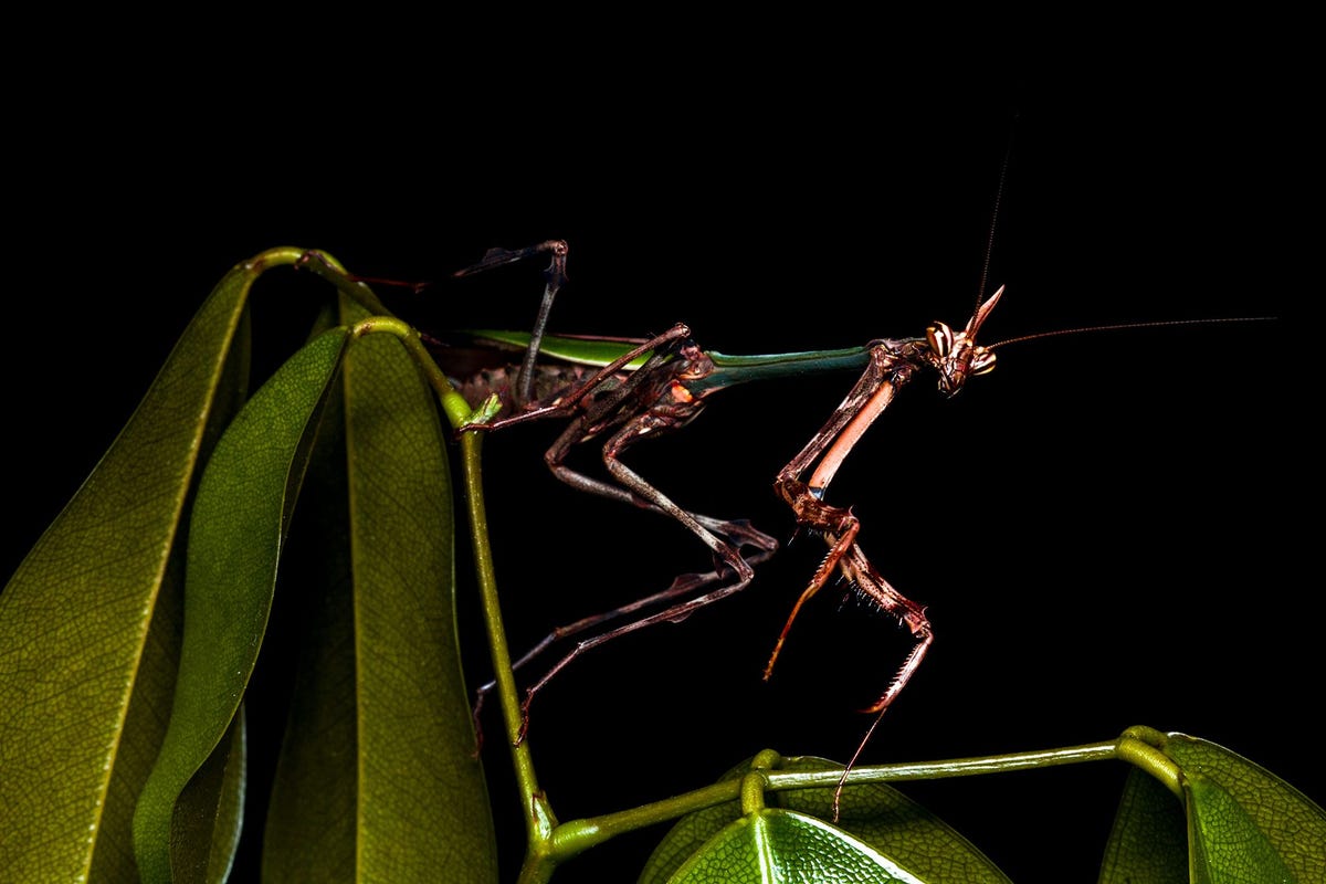 Deze eenhoornbidsprinkhaan uit het geslacht Zoolea werd in het Braziliaanse Reserva Ecolgica de Guapiau ontdekt en zou een nieuwe soort kunnen zijn