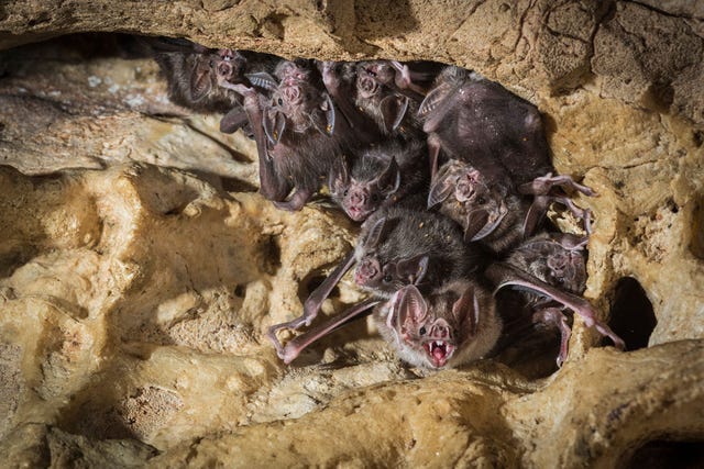 Gewone vampiers Desmodus rotundus hangen op hun roestplaats aan het plafond van een grot in Costa Rica