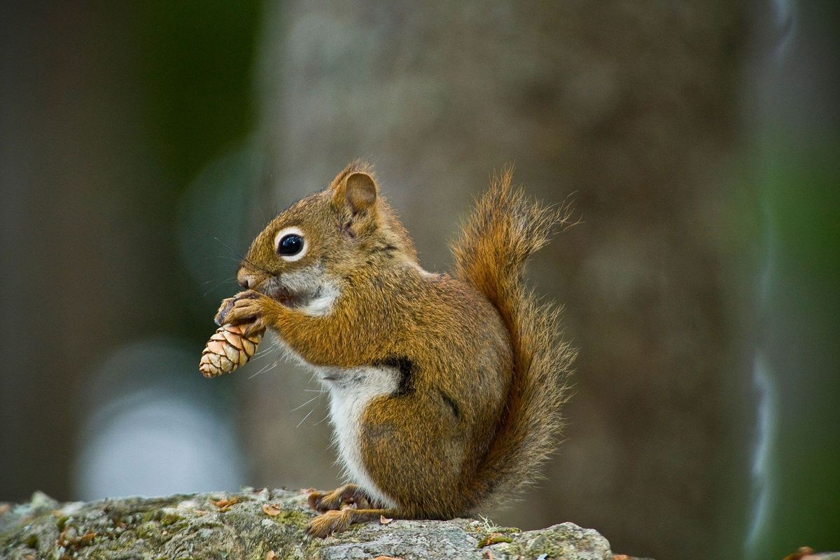 Een Amerikaanse rode eekhoorn kauwt op een dennenappel zijn favoriete eten in het Acadia National Park van Maine