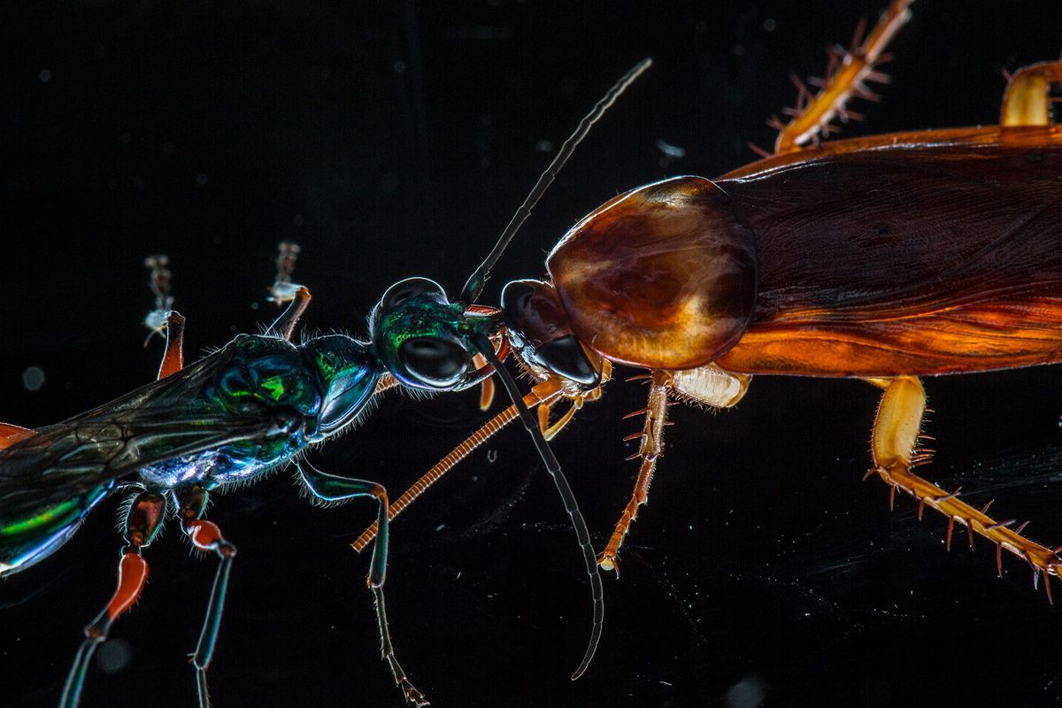 Bij een recent onderzoek werd ontdekt dat kakkerlakken kicks en andere verdedigingsvormen gebruiken om zich hun aartsvijand de juweelwesp van het lijf te houden